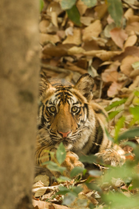 tiger
